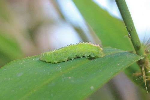 Epistrophe sp.